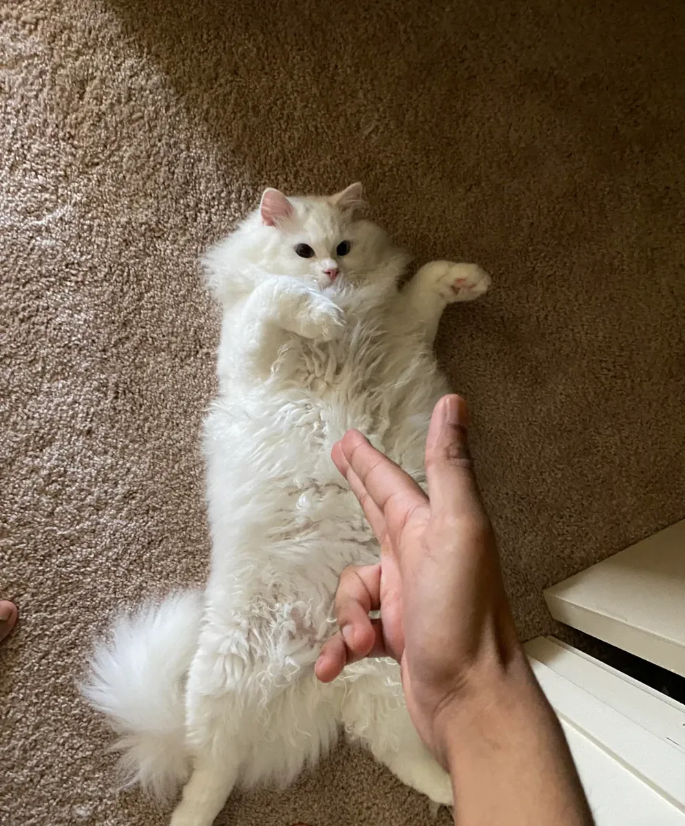 Very calm Ragdoll cat looking for a new home