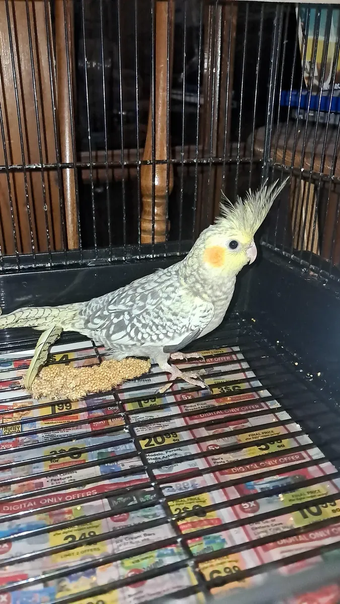 Nymph raised in a family environment