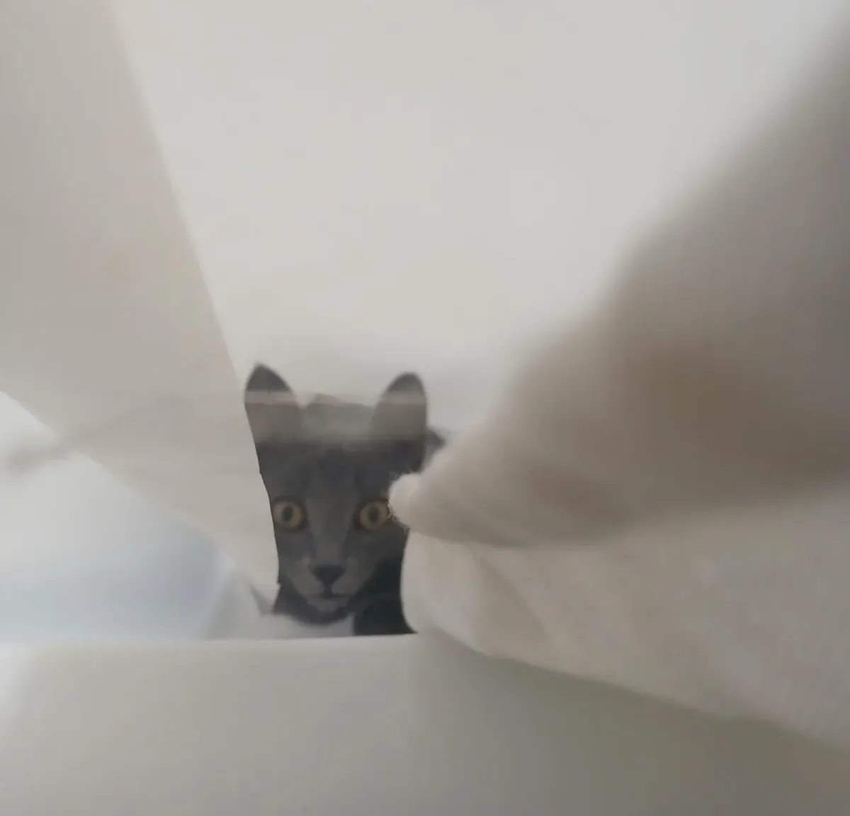 Chartreux cat accustomed to domestic life