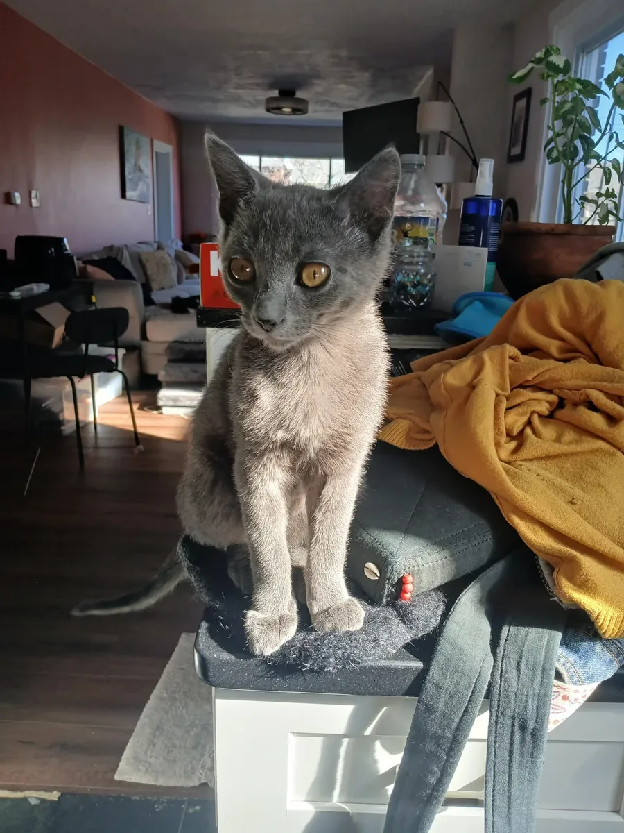 Chartreux cat accustomed to domestic life