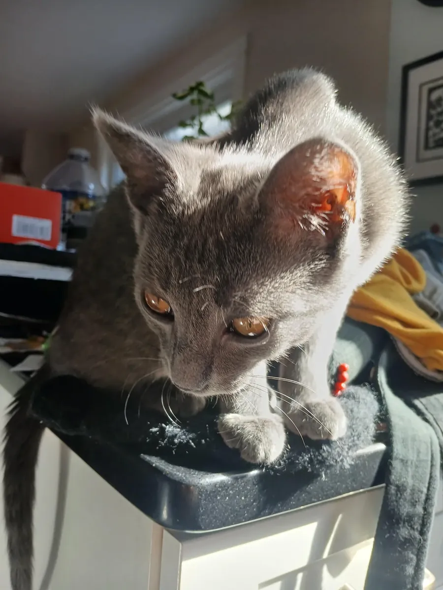 Chartreux cat accustomed to domestic life