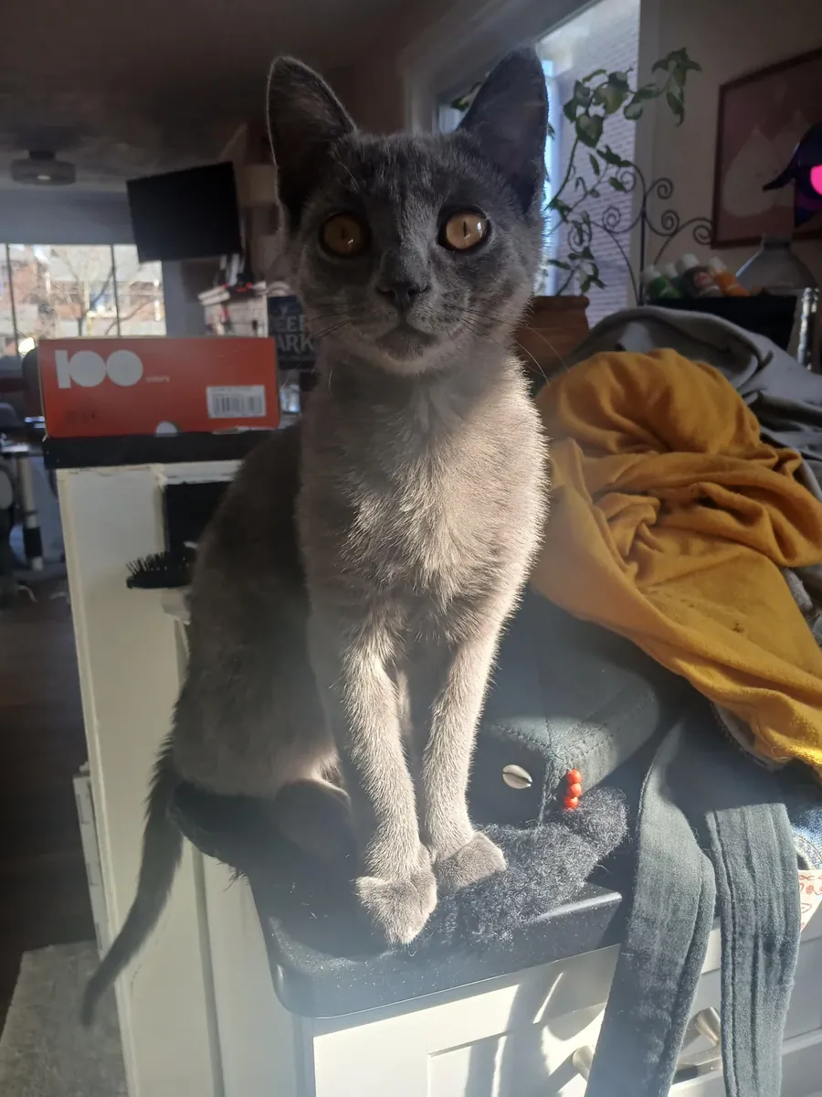 Chartreux cat accustomed to domestic life