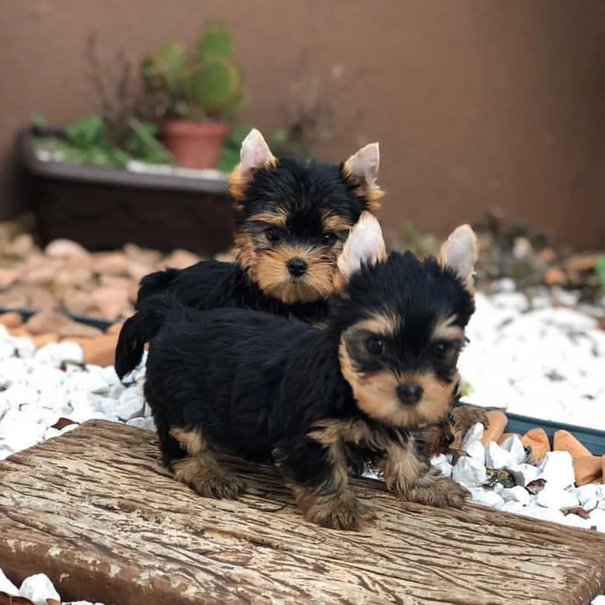 Petits Chiots Yorkshire Terrier