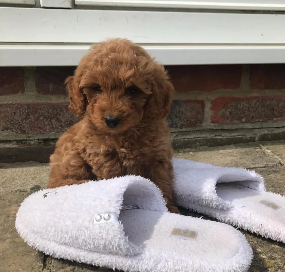 Chiots Poodle Élégants