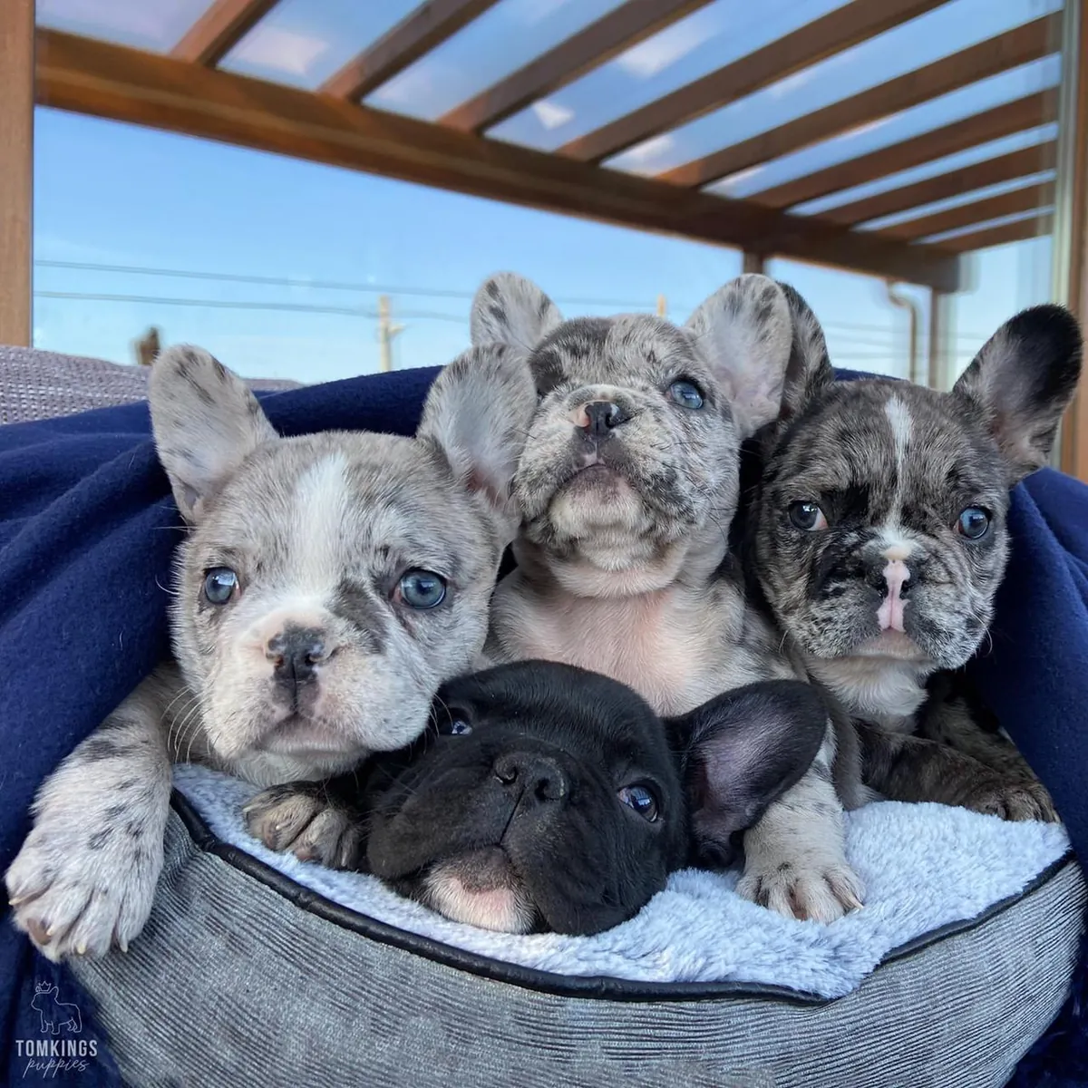 Adorables chiots Bulldog Français