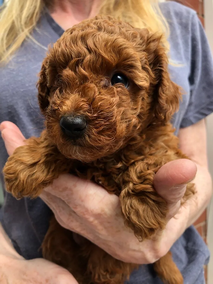 Chiots Poodle Élégants