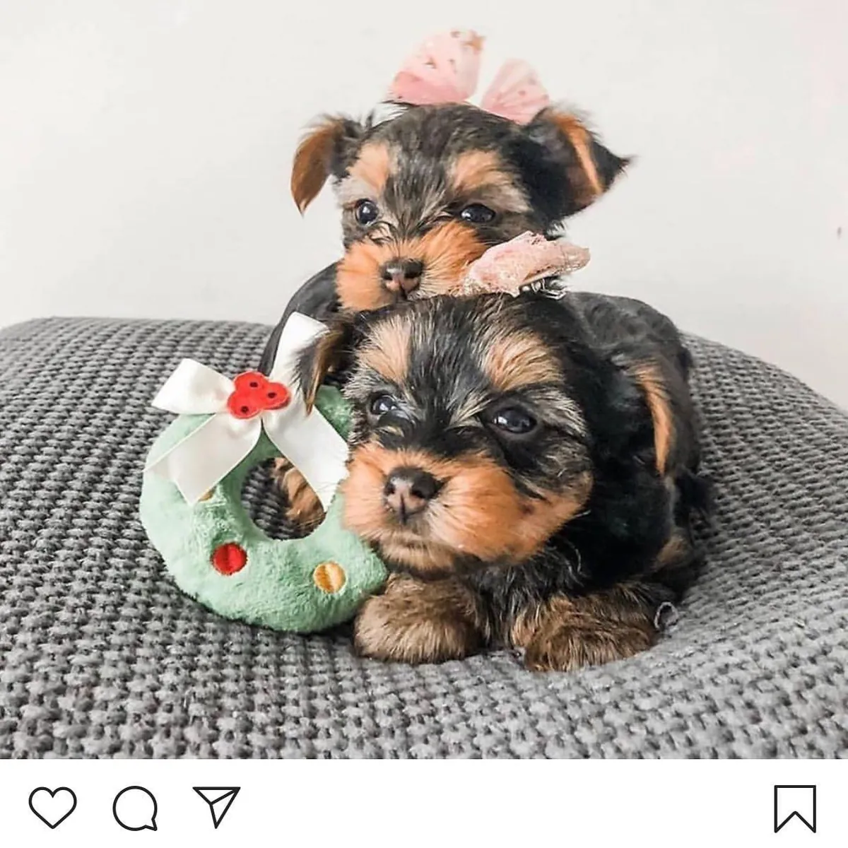 Petits chiots Yorkshire Terrier