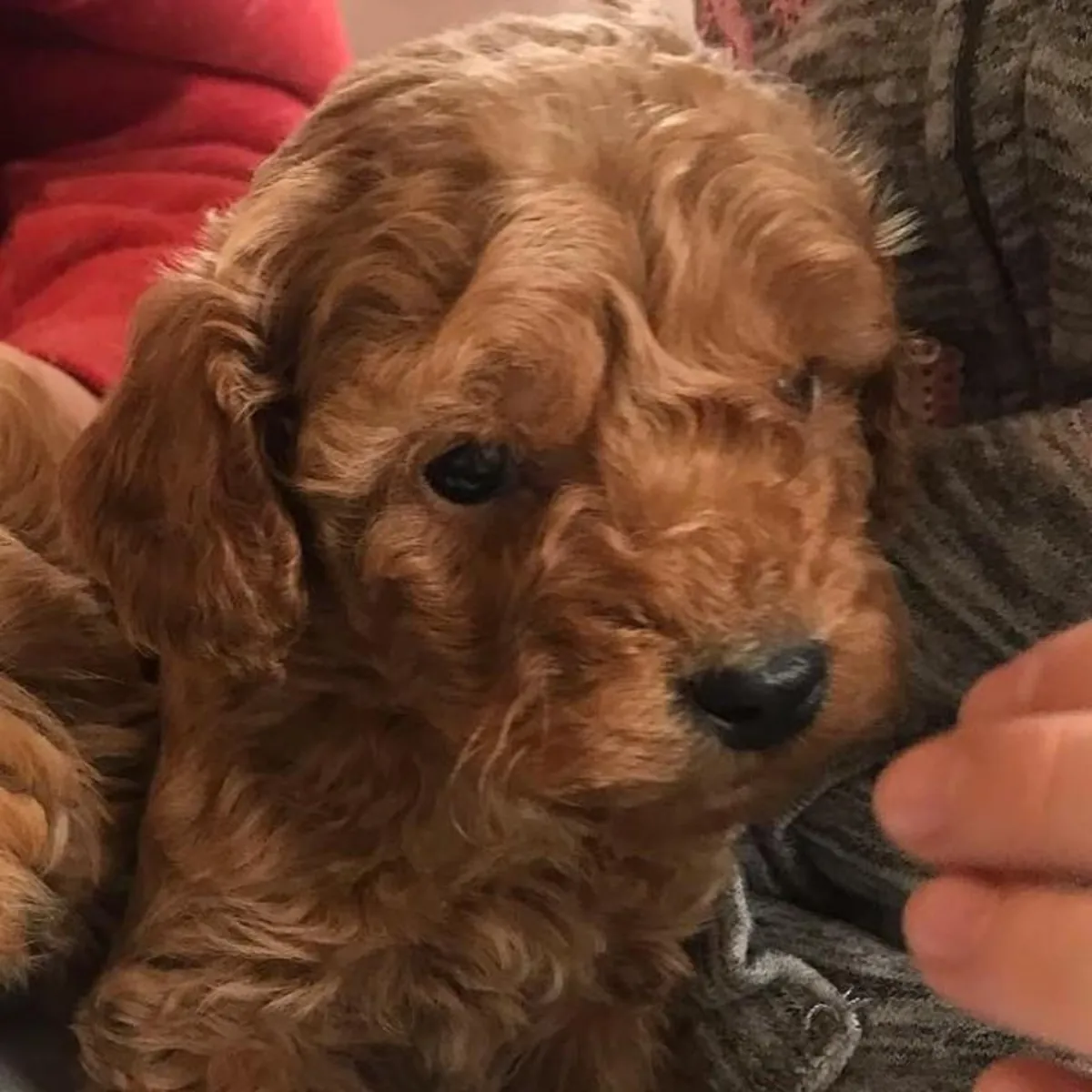 Chiots Poodle Élégants