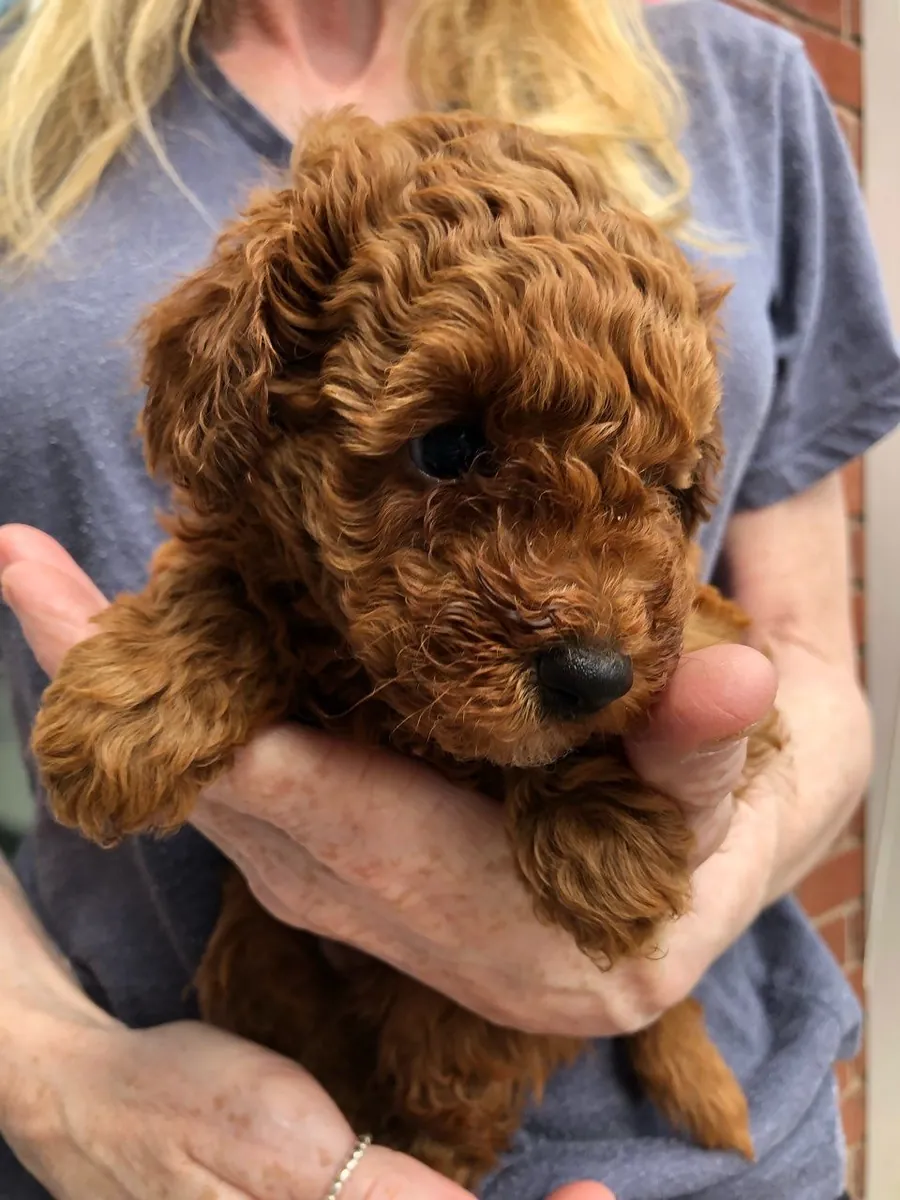 Chiots Poodle Élégants