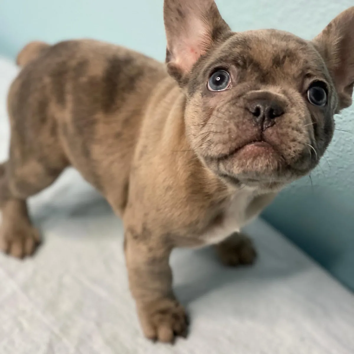 Adorables chiots Bulldog Français