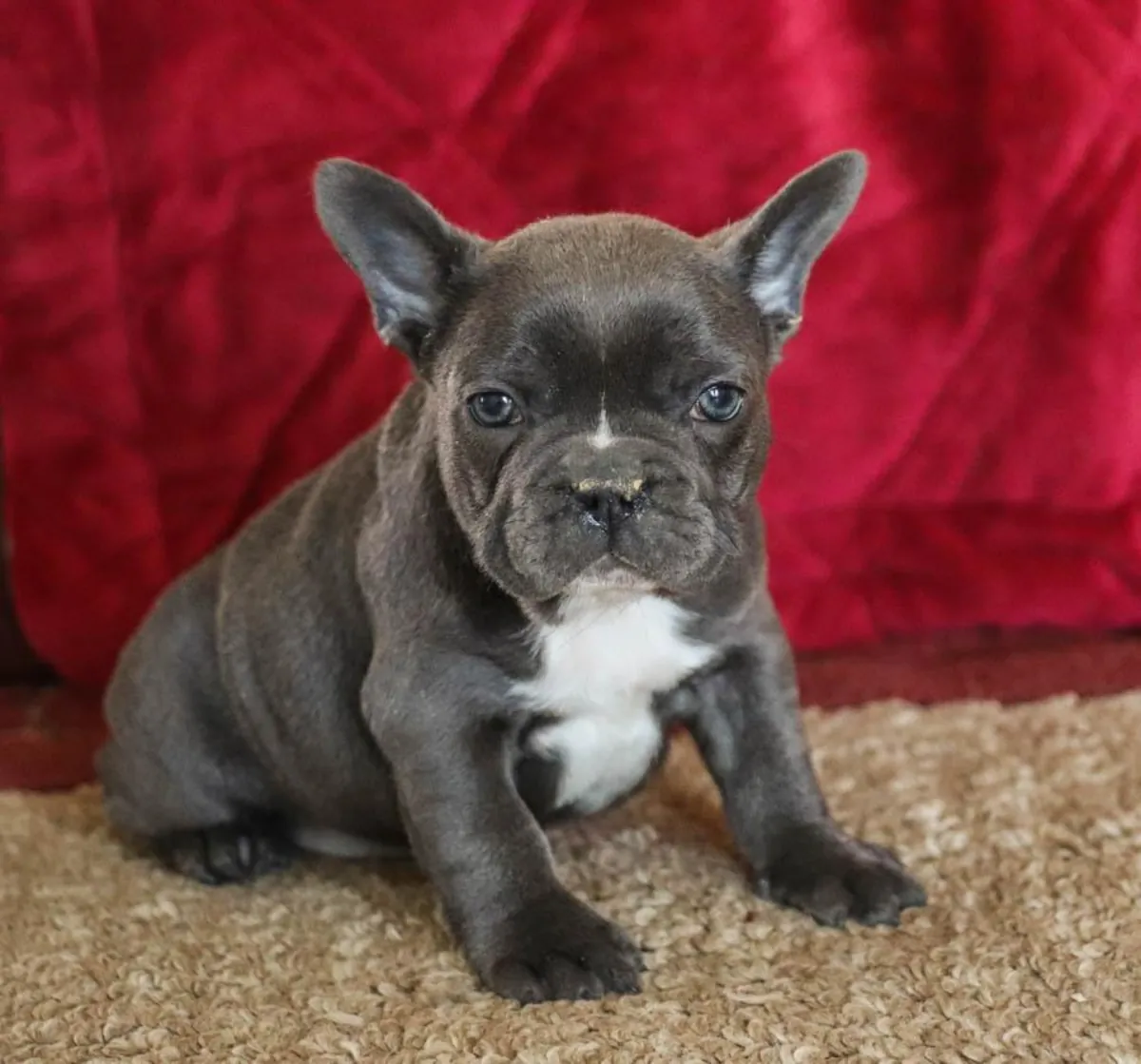 Superbes chiots Bulldog Français : compagnons merveilleux