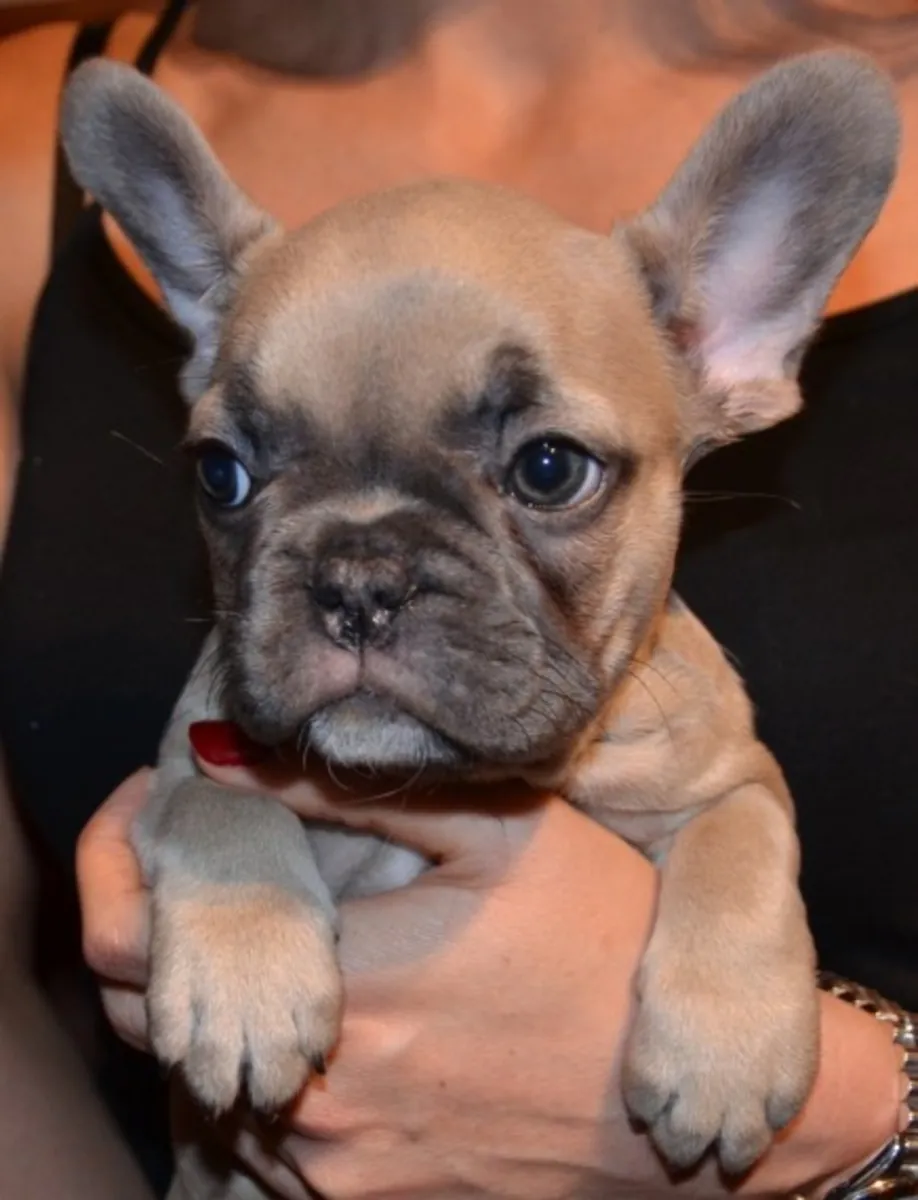 Adorables chiots Bulldog Français recherchent des foyers aimants