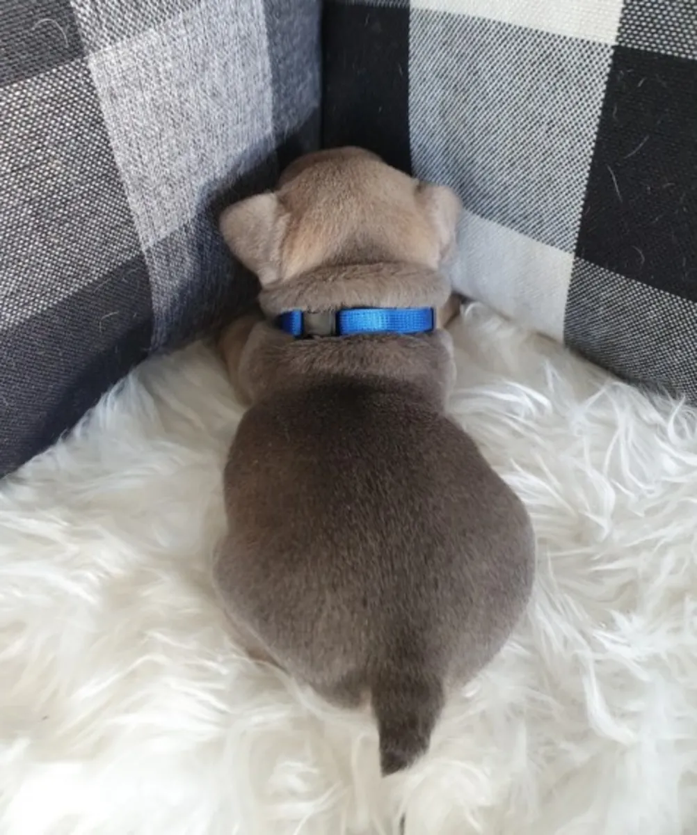 Adorables chiots Bulldog Français recherchent des foyers aimants