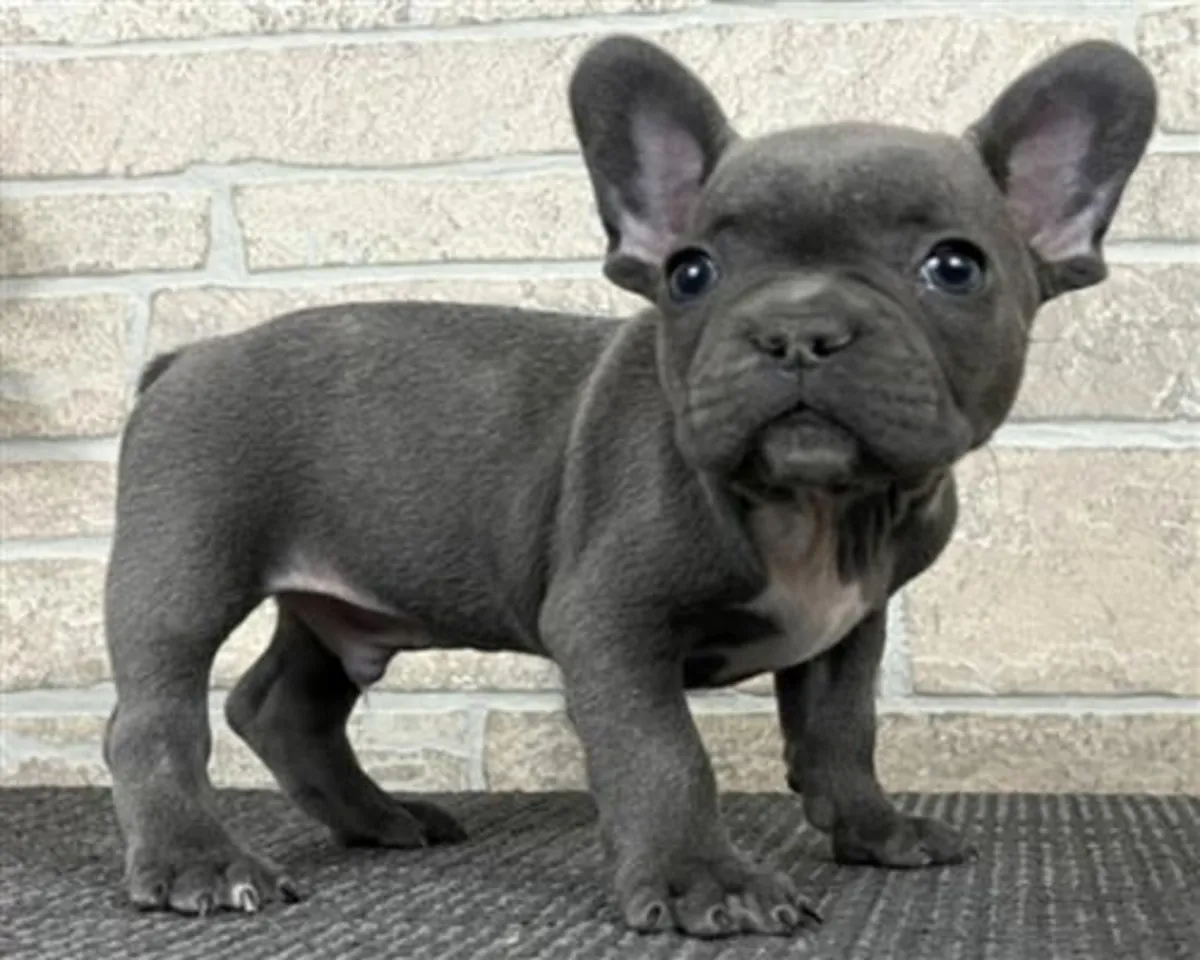  Hermosos cachorros de Bulldog Francés disponibles