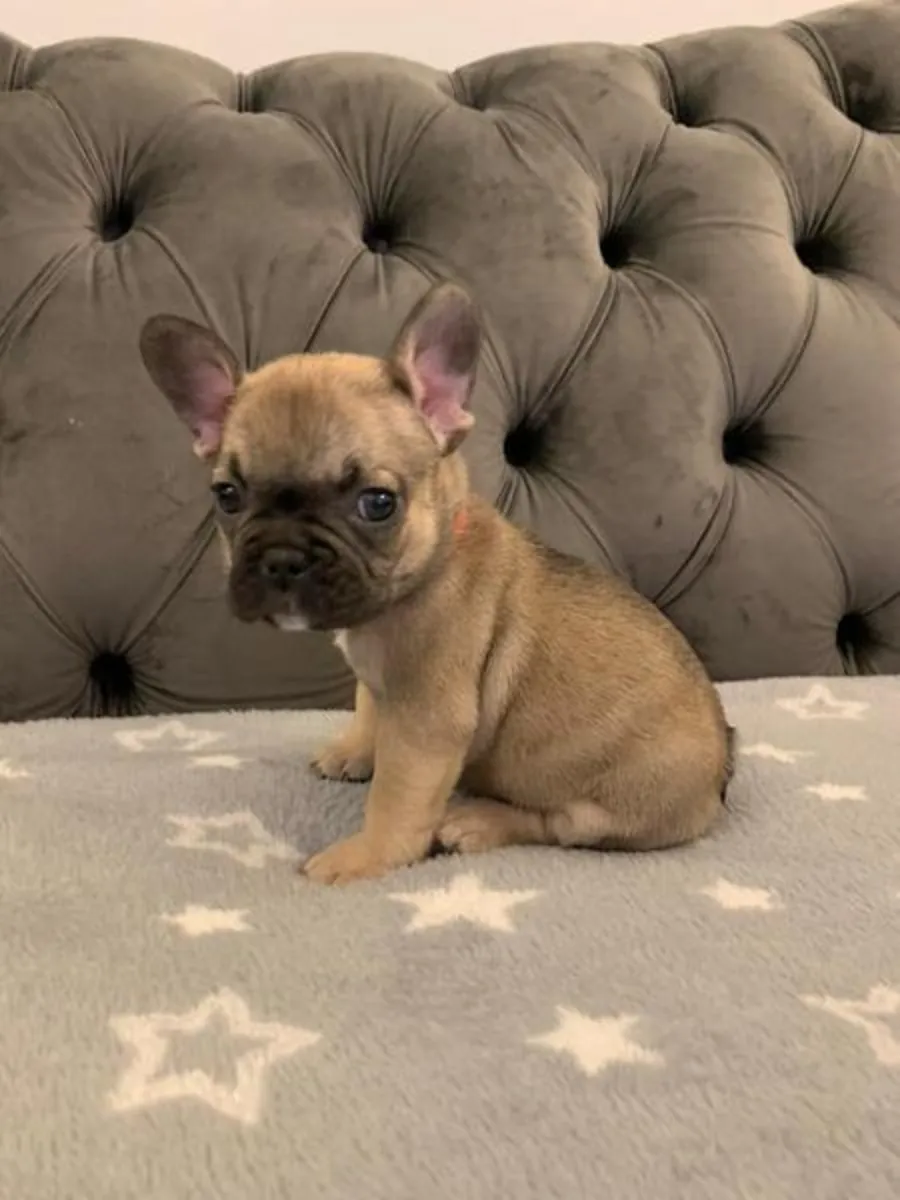 Douces chiots Bulldog Français cherchent des foyers définitifs