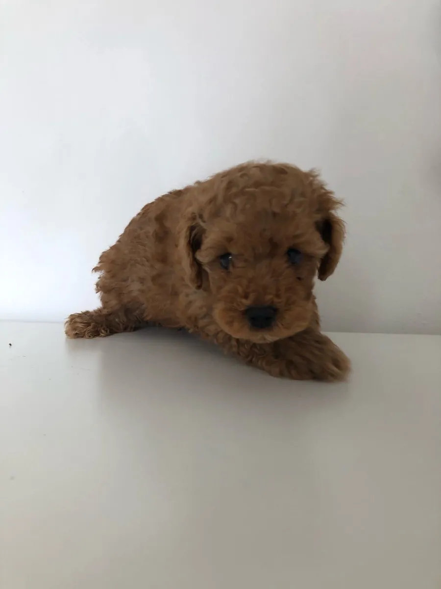 Chiots Poodle Élégants