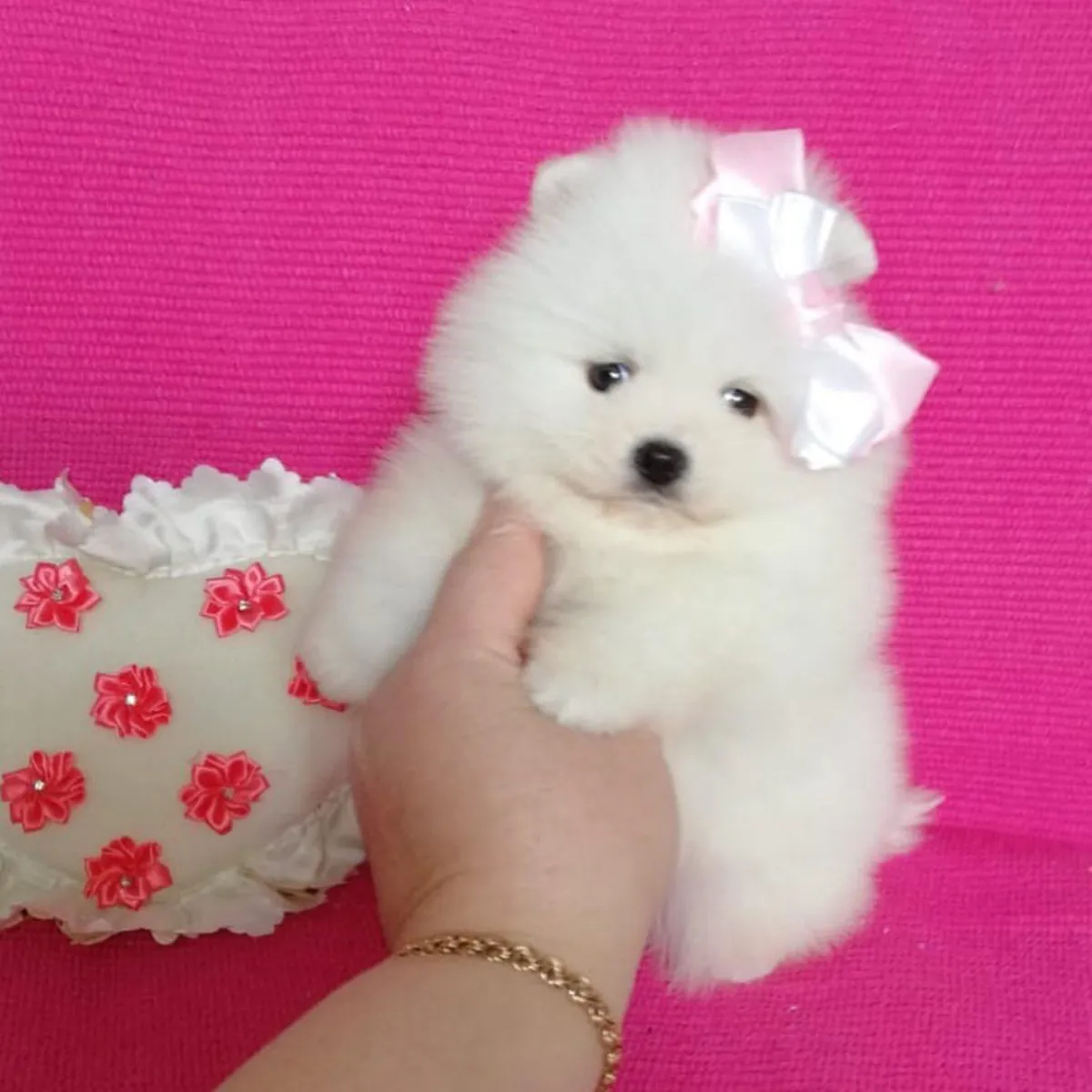 Chiots Pomeraniens Fluffy