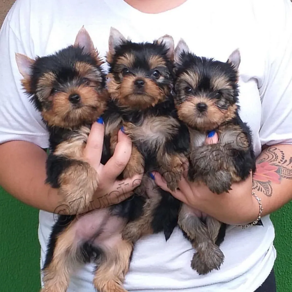 Petits chiots Yorkshire Terrier