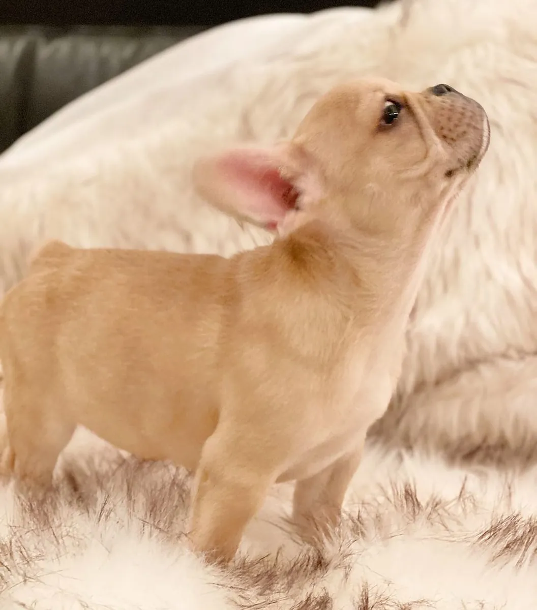Jolis chiots Bulldog Français prêts pour des familles aimantes