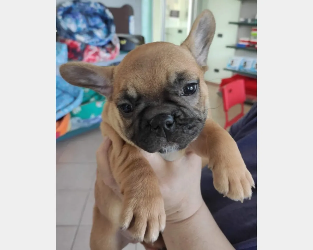Charmants chiots Bulldog Français disponibles pour de bons foyers
