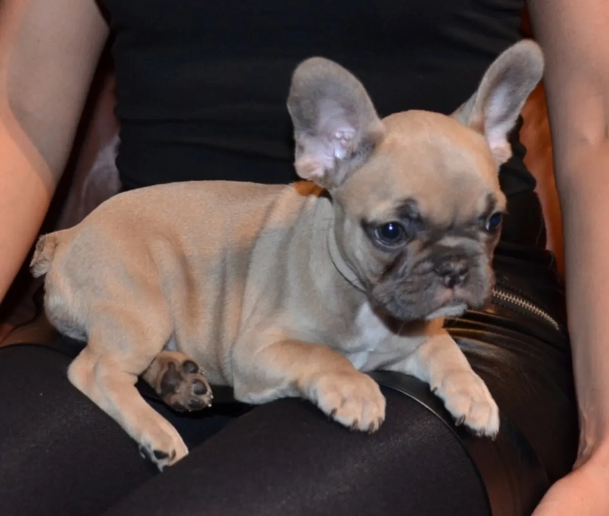 Superbes chiots Bulldog Français : compagnons merveilleux