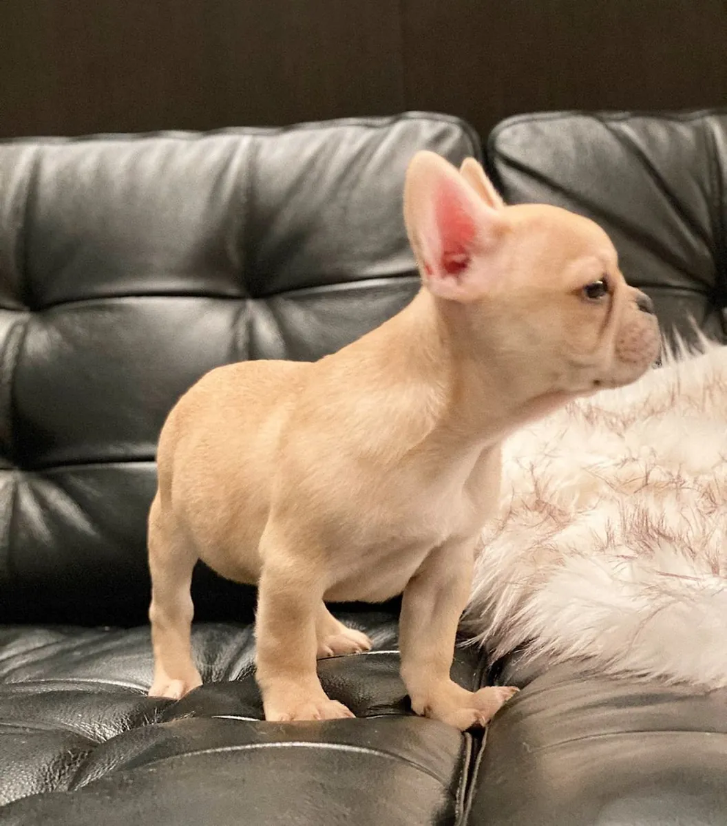 Adorables chiots Bulldog Français cherchent des foyers aimants