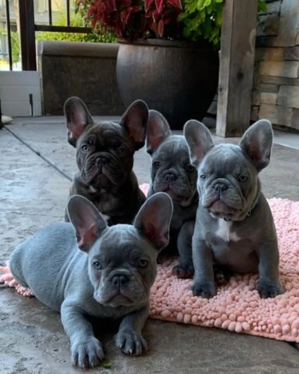 Beaux chiots Bulldog Français disponibles