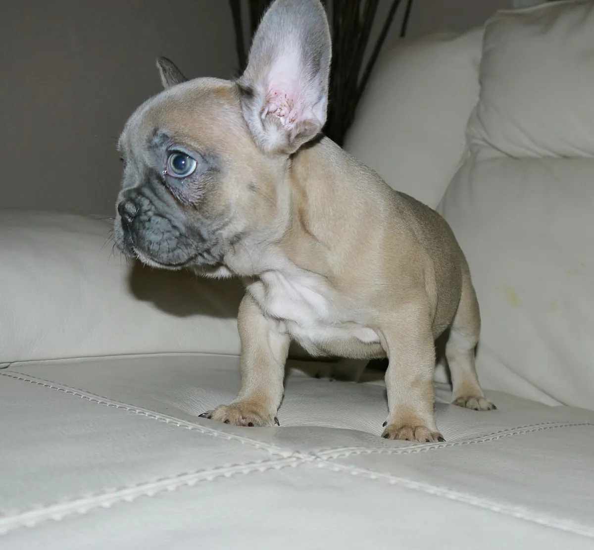 Superbes chiots Bulldog Français : compagnons affectueux