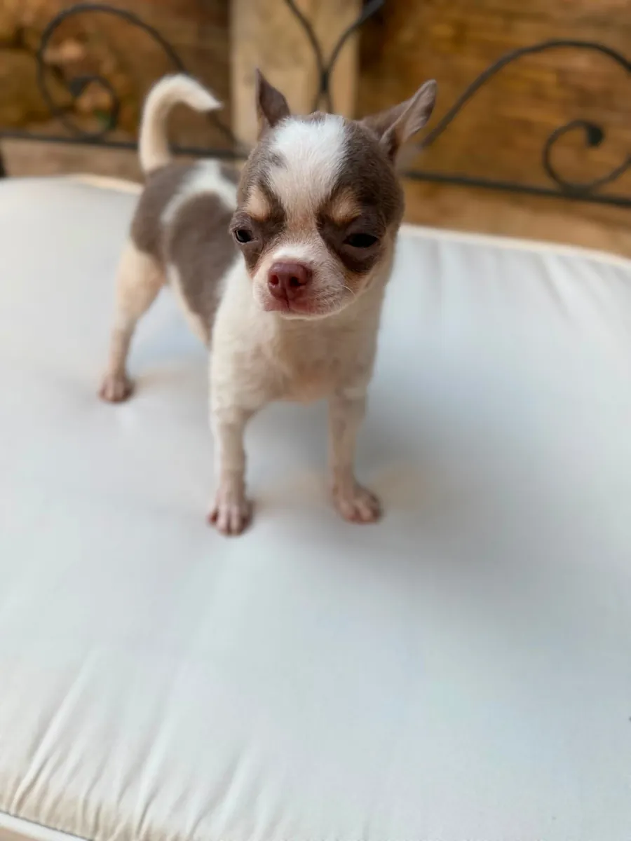 Chihuahua toy femelle