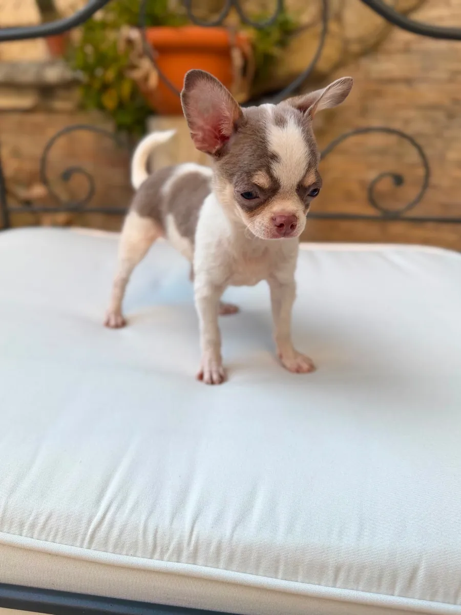Chihuahua toy femelle