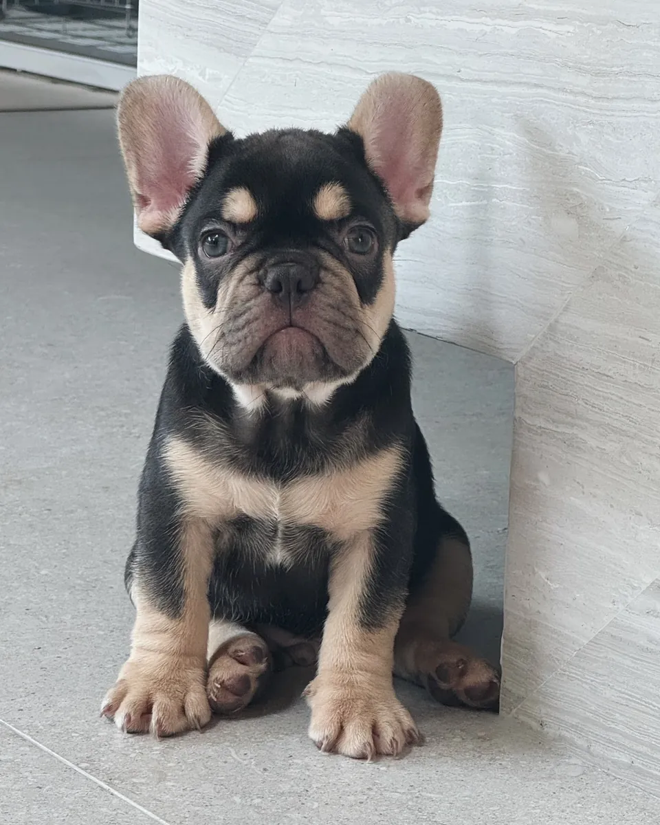 Chiot bulldog français