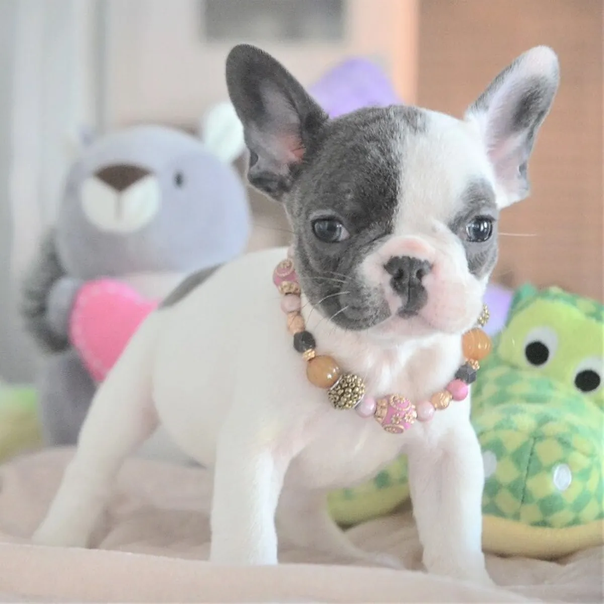 Bouledogue Français de Pure Race