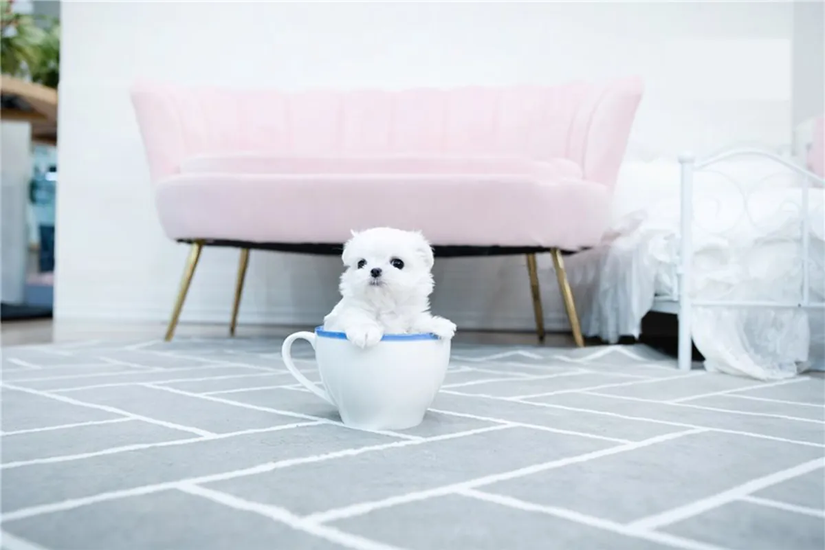 Chiots Bichon Maltais de Pure Race