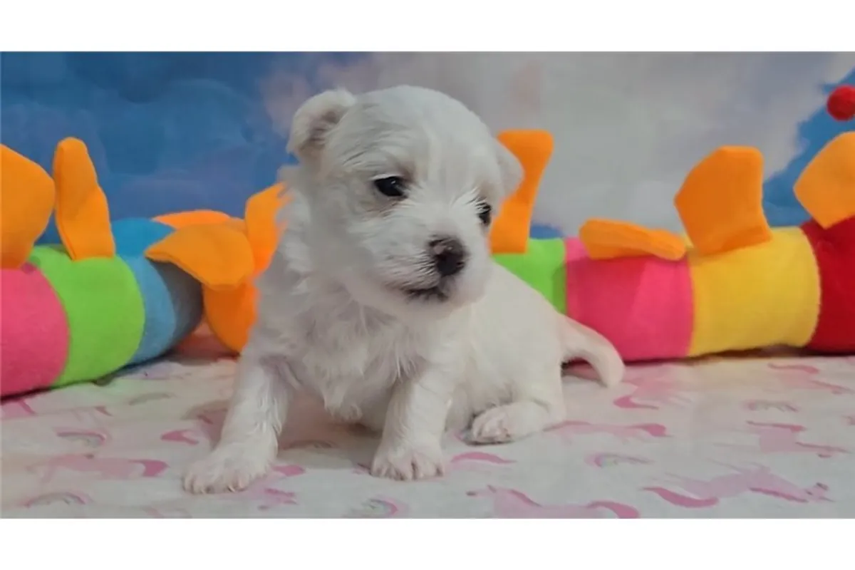 Chiots Bichon Maltais de Pure Race