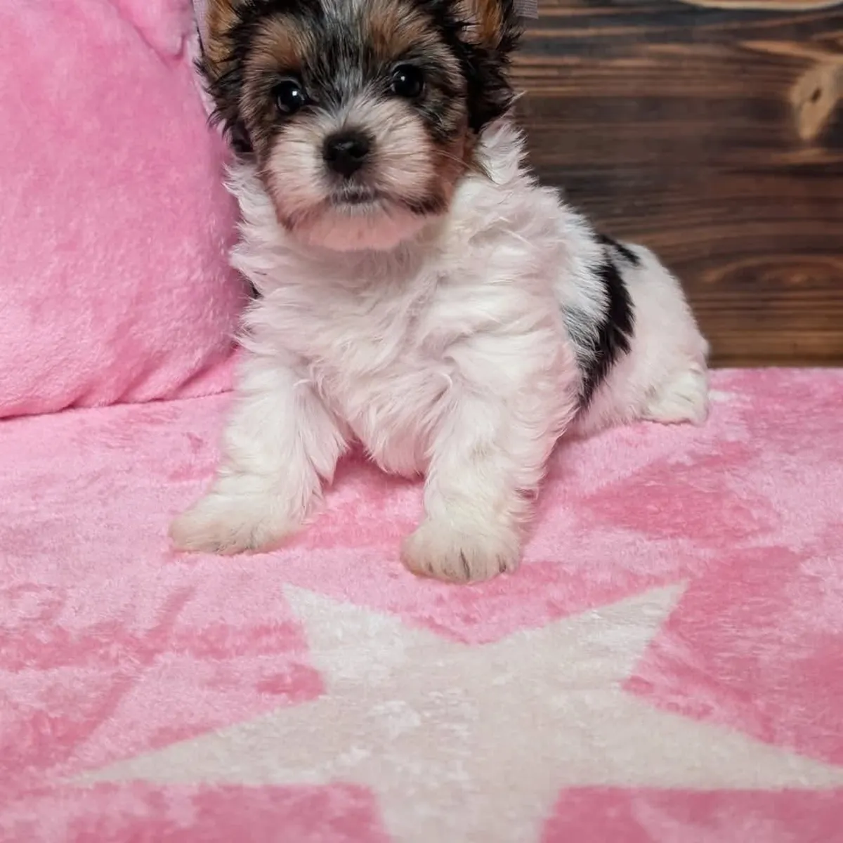 chiots yorkshire