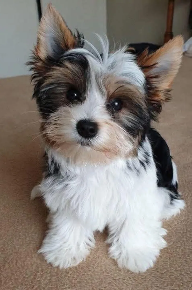 chiots yorkshire