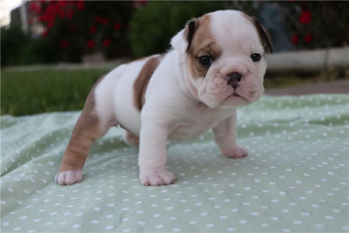 Chiots Bulldog Anglais
