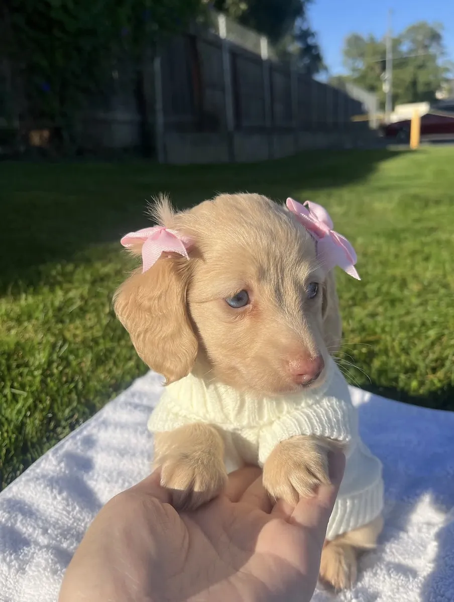 Beaux chiots teckels propres et éduqués