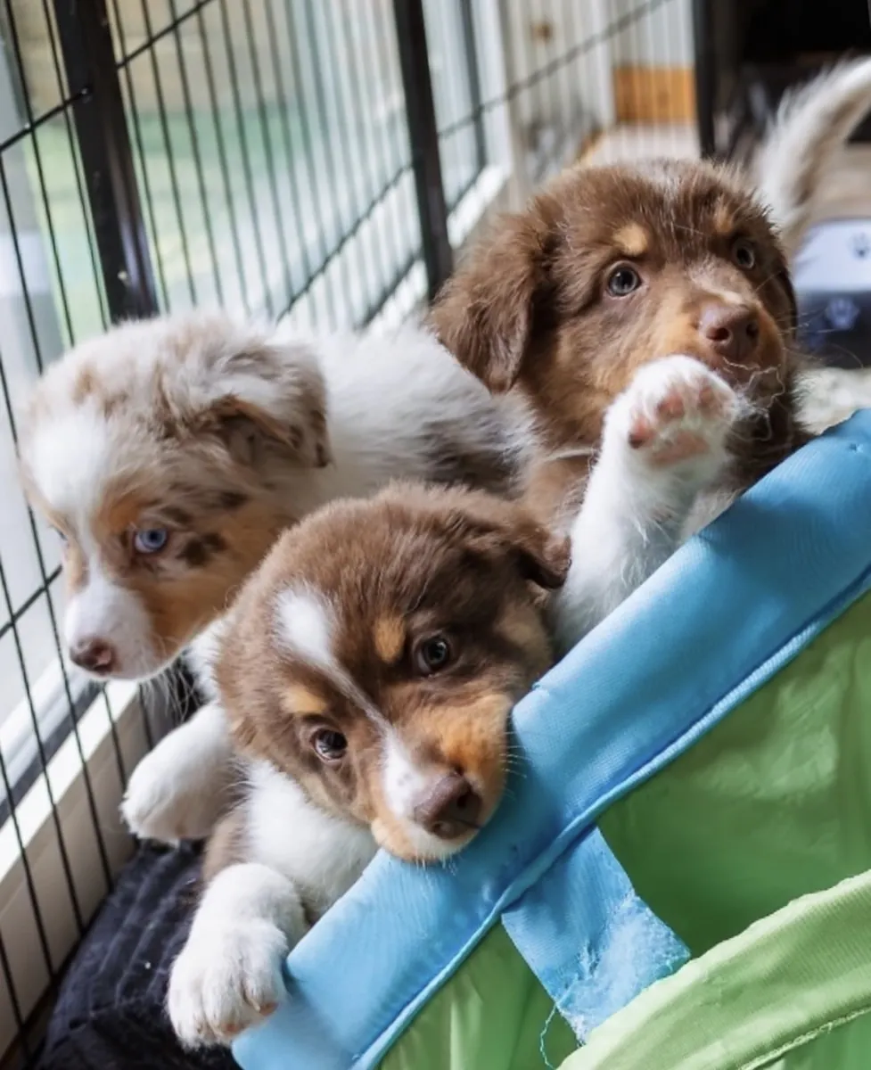 Chiots Aussie mâles et femelles entraînés prêts maintenant pour de nouveaux foyers