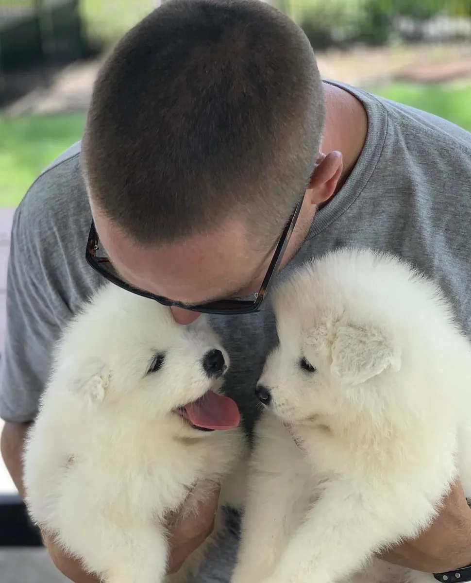 Chiots Samoyède blancs et charmants M/F prêts maintenant