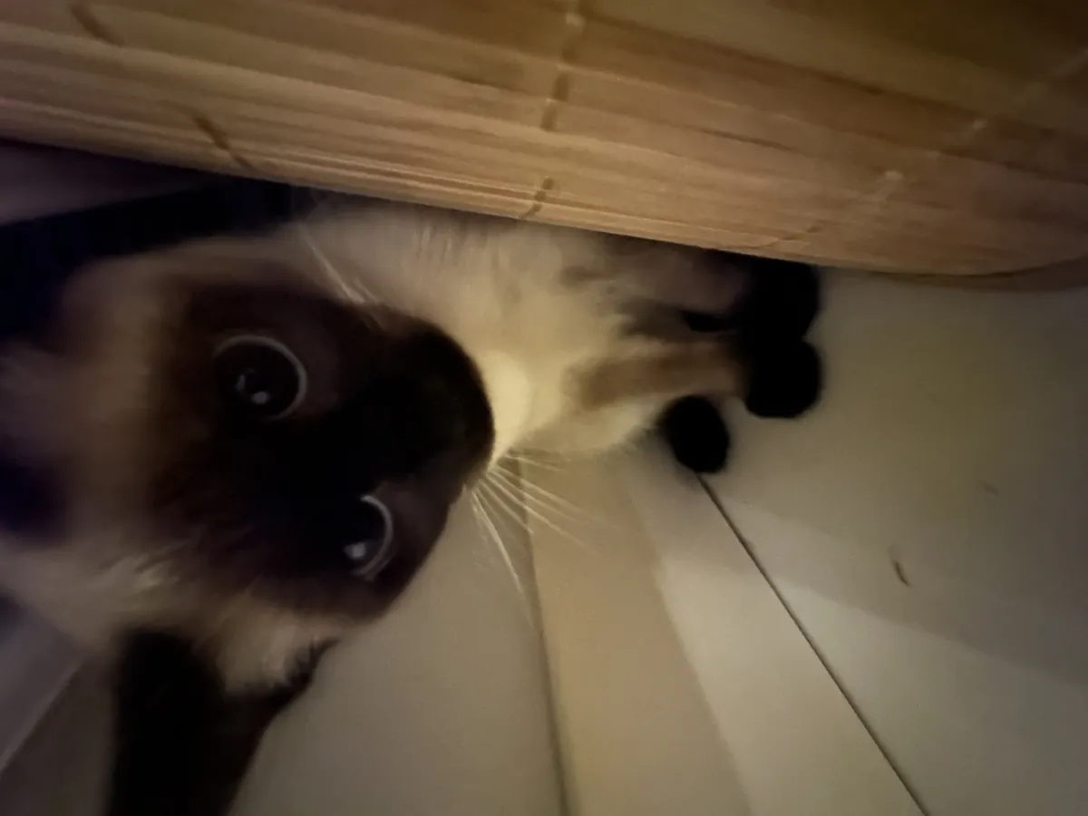 Je cherche un gendre pour ma fille.