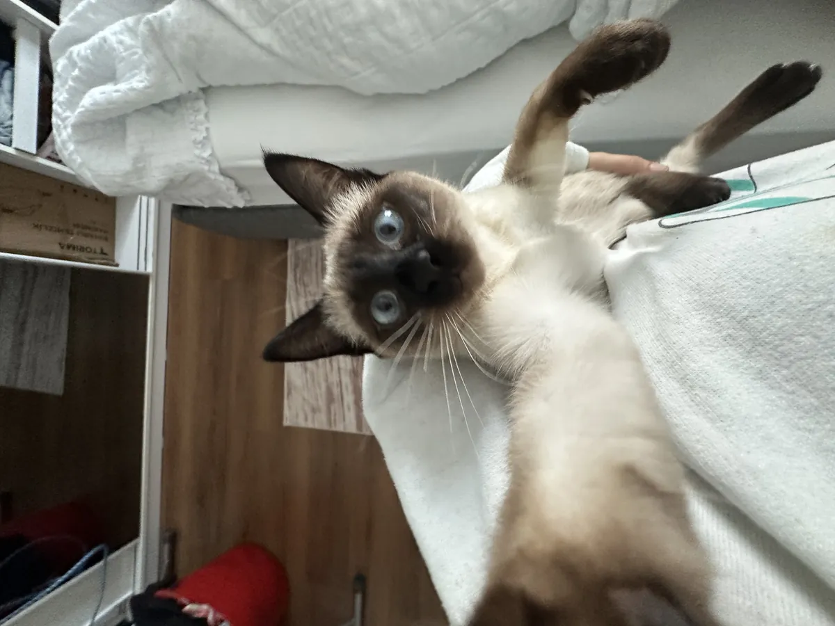 Je cherche un gendre pour ma fille.