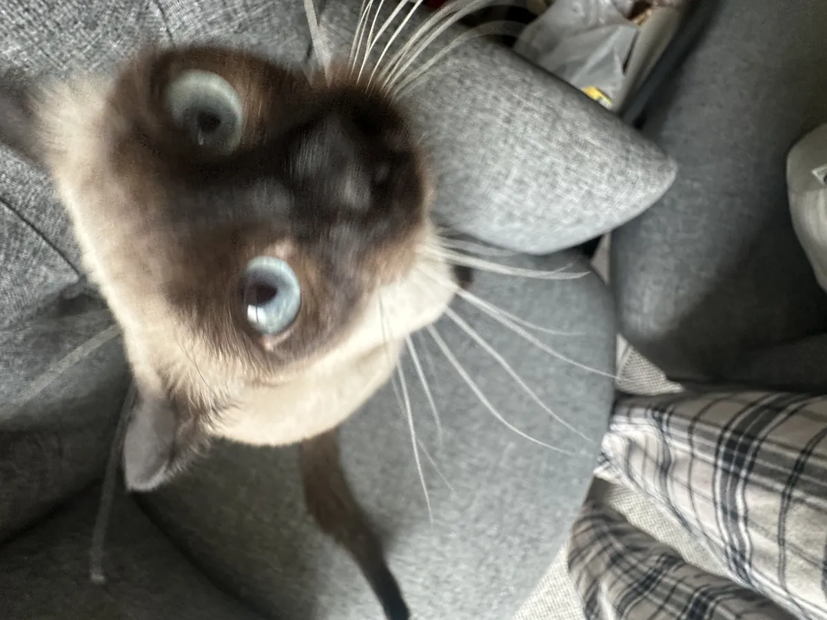 Je cherche un gendre pour ma fille.