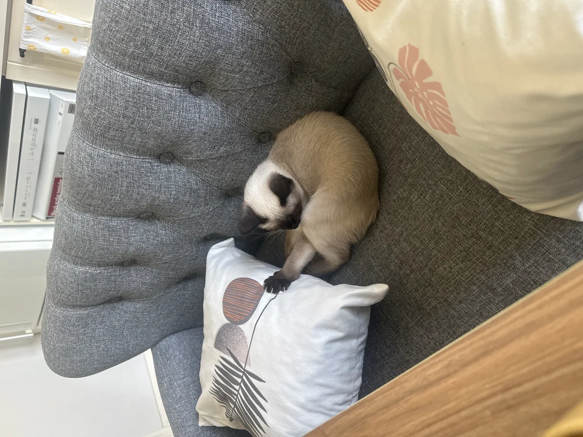 Je cherche un gendre pour ma fille.