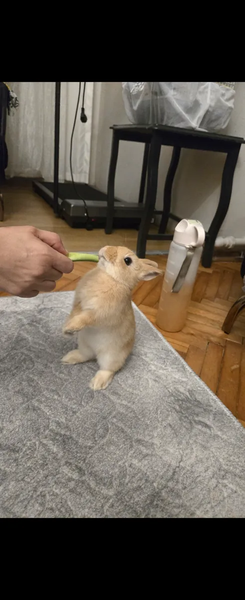 Lapin nain hollandais de 3 mois