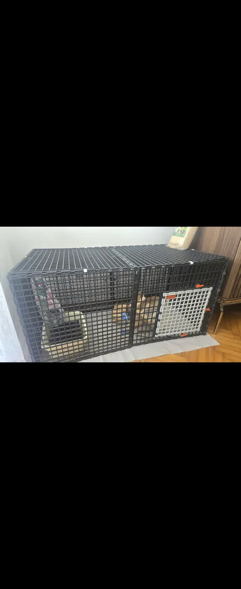 Lapin nain hollandais de 3 mois