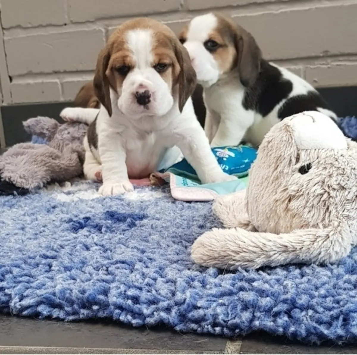 Beaux chiots Beagle disponibles.....