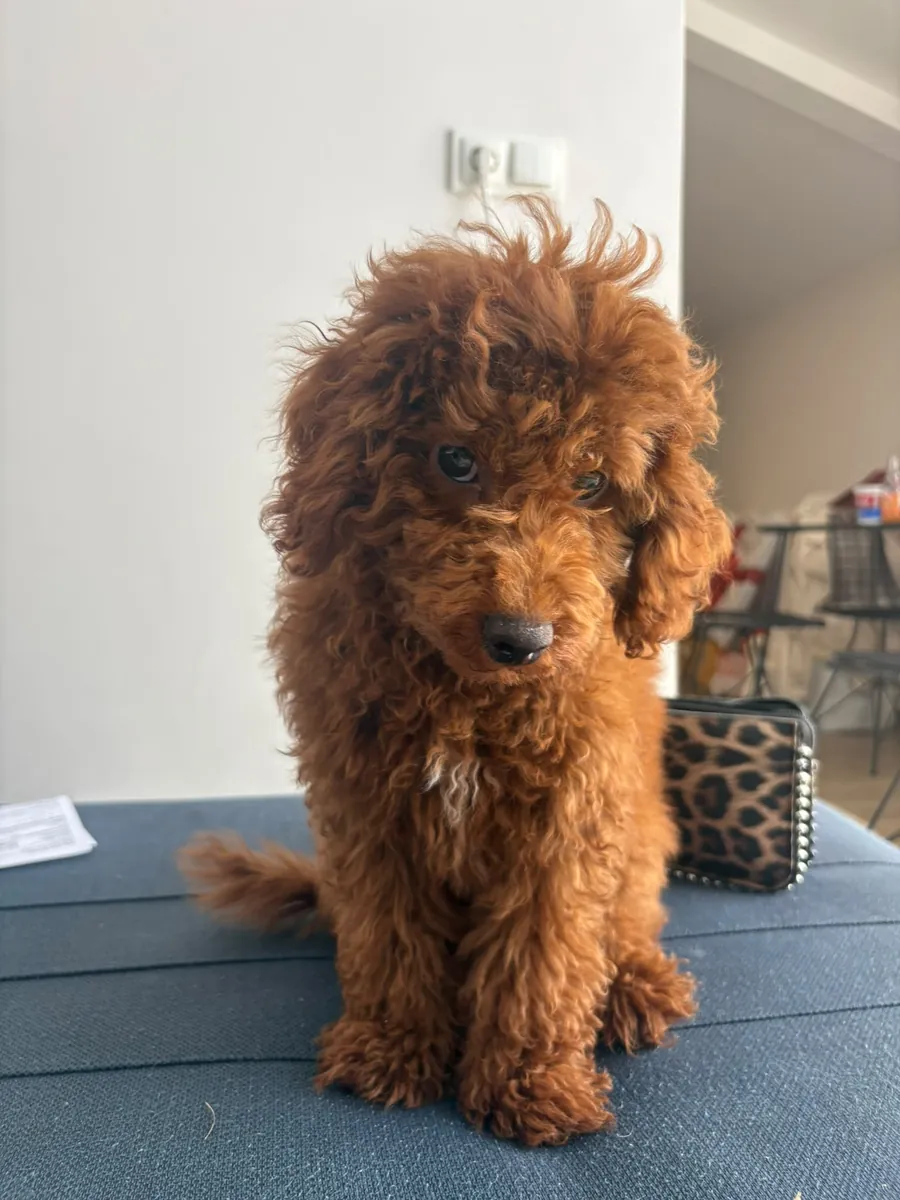 Caniche Toy Leo / Éduqué et Vaccins Complets