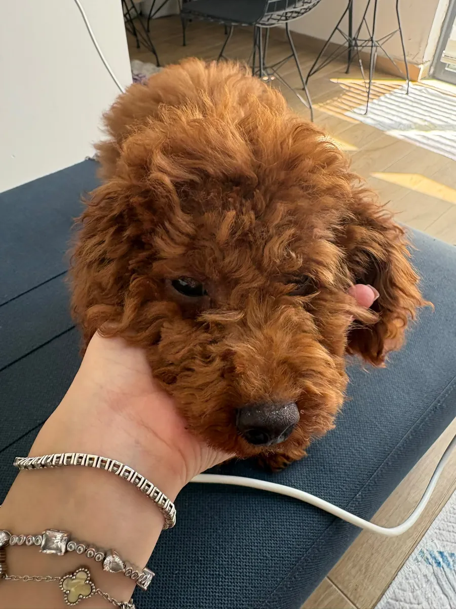 Caniche Toy Leo / Éduqué et Vaccins Complets