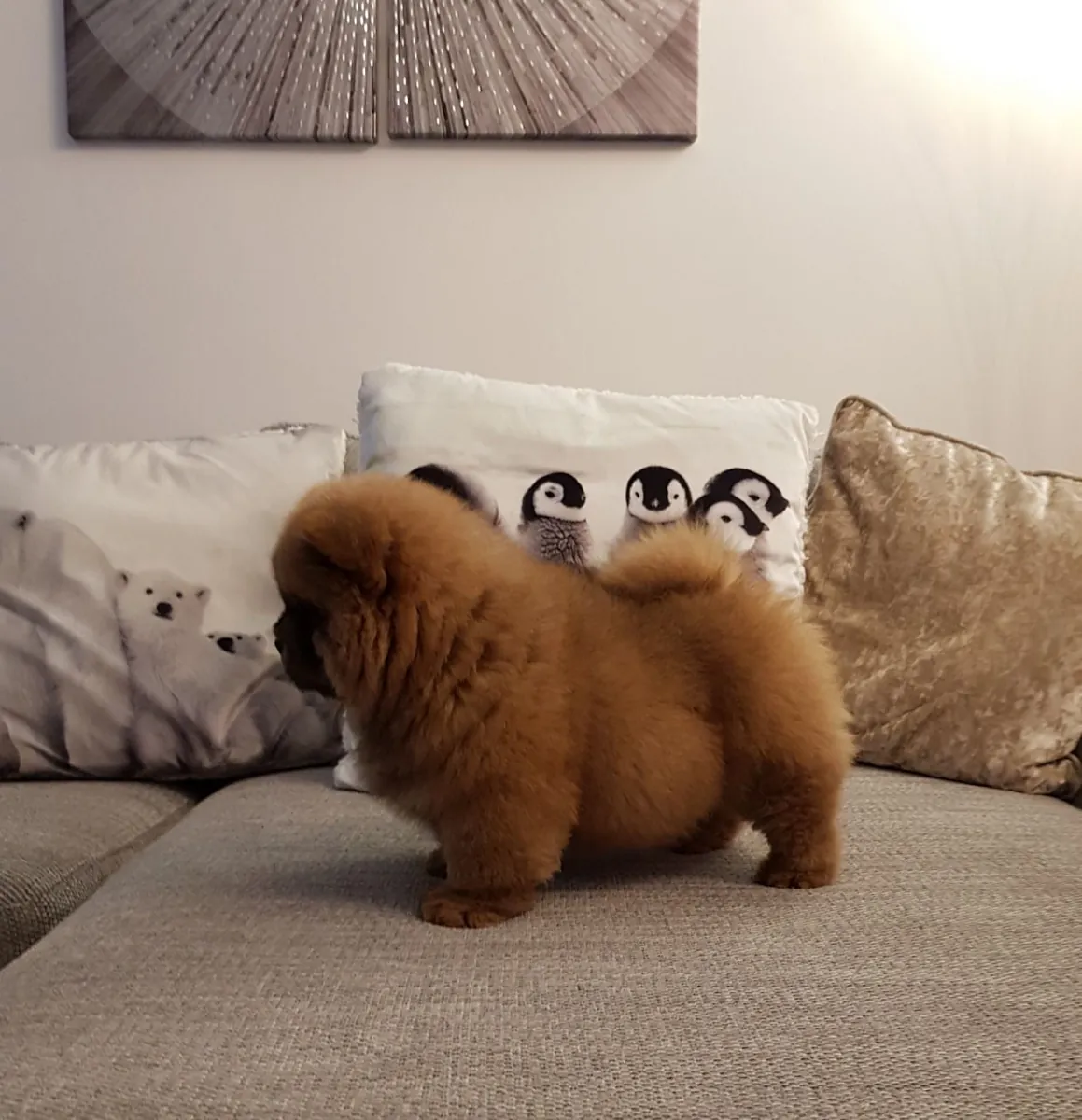 Superbes chiots Chow Chow disponibles maintenant
